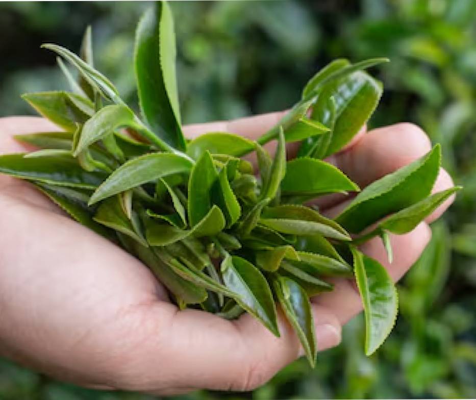 REYN TEA TREE SKIN CLEARING FACE WASH – 100 ML